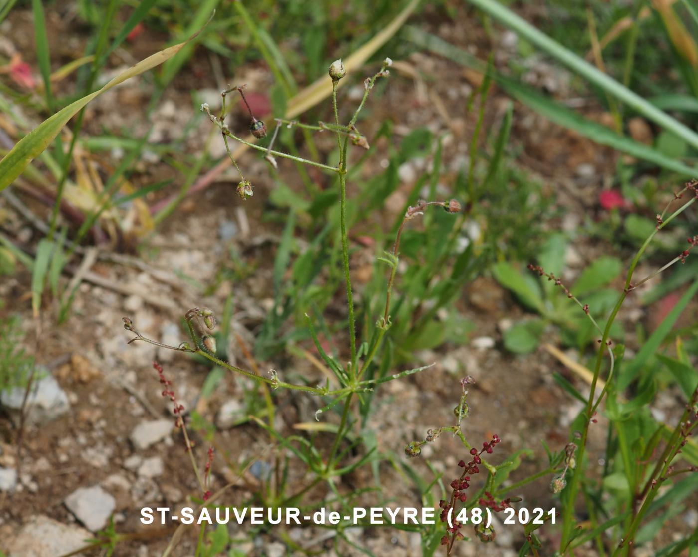 Spurrey, Field plant